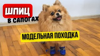 Spitz in shoes 🐾 Funny gait of a small dog