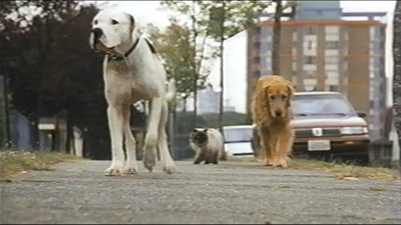 映画「奇跡の旅2/サンフランシスコの大冒険」(1996:劇場未公開)日本版