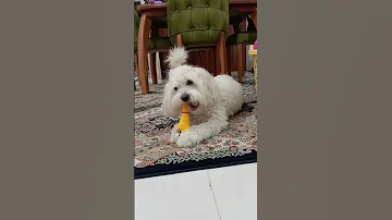 با عروسکها دشمنی داره Amongus Alphabetlore Emoji Keşfet Puppy Sessiz Cute Beats Music Ed 