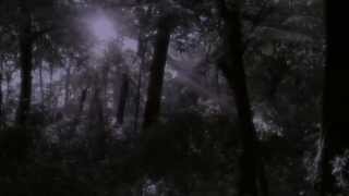 Fireflies ~ Lightning Bugs ~ Magical Firefly Display  in Pennsylvania Park ~ High Definition