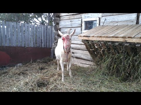 СЛАБОНЕРВНЫМ НЕ СМОТРЕТЬ! У козы отпал рог! Что делать? #ОБЕЗРОЖИВАНИЕ