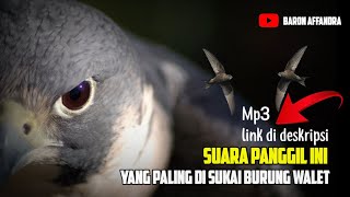 SUARA PANGGIL BURUNG WALET berkualitas tinggi, yang direkamkan secara profesional dan jernih