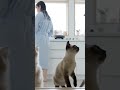 💕子猫たちがドア後ろでワクワク待機中!