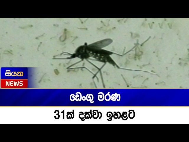 ඩෙංගු මරණ 31ක් දක්වා ඉහළට  | Siyatha News