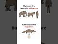 Mammals are Viviparous 🐘👶 But Platypus Lays Eggs 🥚 #BiologyFacts #NEET #ScienceShorts #Mammals