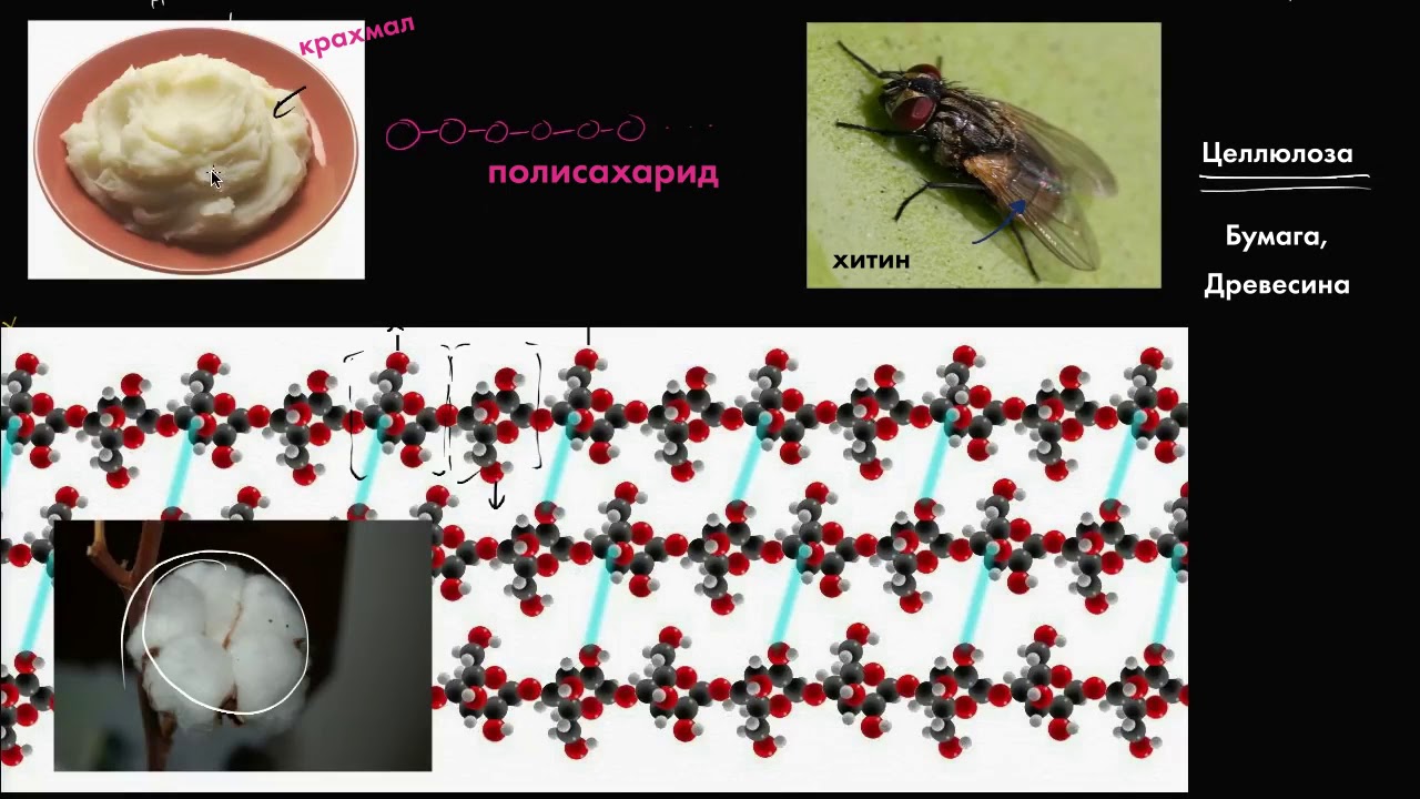 Гидролиз (видео 3)| Макромолекулы | Биология - YouTube