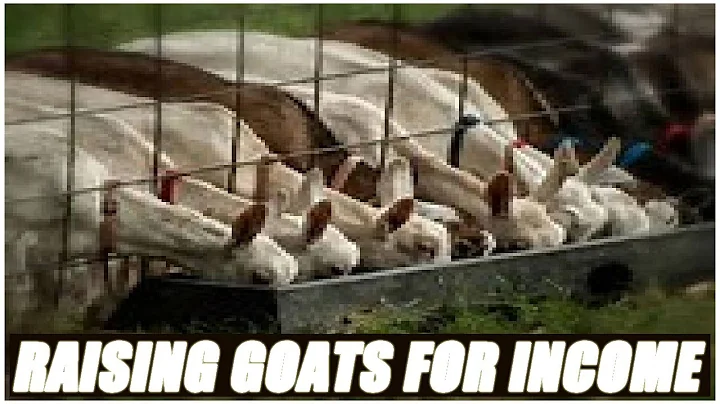 Raising Goats For Income