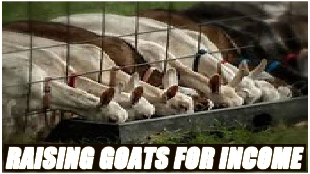 Goat Income Raising Goats For Income - YouTube
