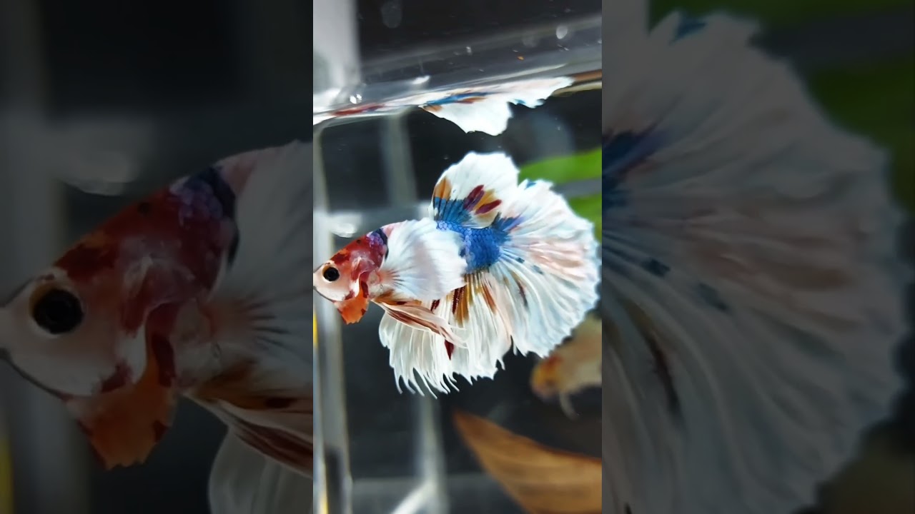 Premium Quality Betta Fish For Auction | Betta Fish | Exotic Breed | Aqua dn |