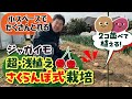 超浅２個植え栽培！　サクランボ式の植え付け方法で、ジャガイモの多収性が目指せます。　たねのハシモトミヤ