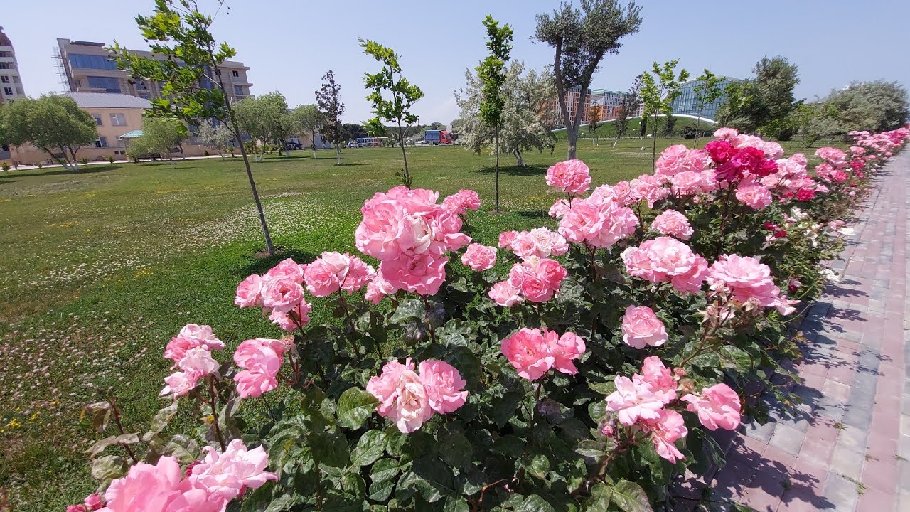 Sumqayıt bulvarı / сумгайыт розовый рай