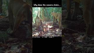 So many Pumas! 😺 Best Trail Cam Clips 2024 @OchoVerde