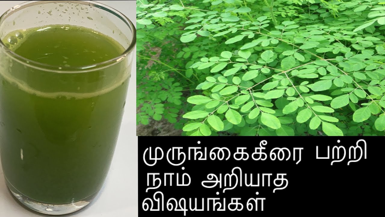 Drumstick leaves juice for weight loss / Drumstick leaves benifit in