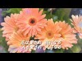 愛の詩(坂本冬美) 唄 tiko