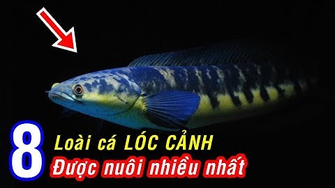 8 loại CÁ LÓC CẢNH được nhiều người ưa chuộng nhất!