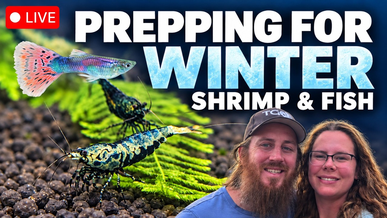 Winter Prep for Shrimp & Fish: What We Do Before the Cold