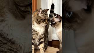 veo3.1 1113  #cat #立つ #kitten #最近どう #cute #いつから #cutecat #kitty #funny #animals