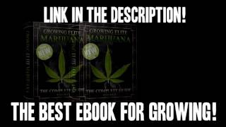 HOW TO MAKE HASH! (EASY METHOD!) HOW TO WEED