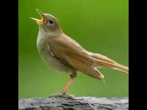 Doğal Bülbül Sesi Dinle #bülbülsesi , #birdsounds