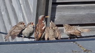 House Sparrow chicks