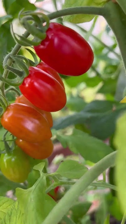 Томат-конфетка🍅отличный вкус и урожайность | томат Сладкий фонтан ...