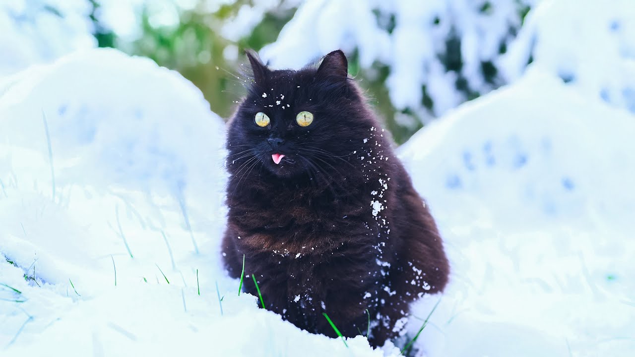 Cats Losing Their Minds in Snow 😂 No AI, No Music