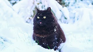 Funny Cats In The Cold No Ai, No Music Snow Zoomies