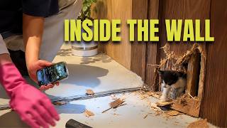 Stray Kitten Rescue — They Heard Him Crying Inside a Café Wall… Then Broke Through to Save Him