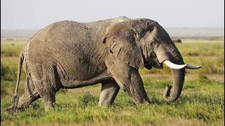 What Happens When You Shoot an Elephant with a 9mm? The Shocking Truth About Stopping Power