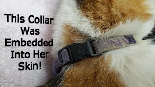 Gwen's Story - Unsafe Dog Collar Embedded Around Arm by Catville TNR 4,981 views 3 years ago 5 minutes, 45 seconds