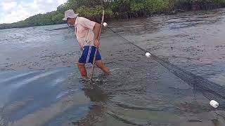 muito siri na pescaria com rede de arrasto