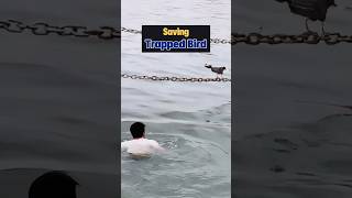 Heroic Bight Heron Rescue Heroic Bight Heron Rescue
