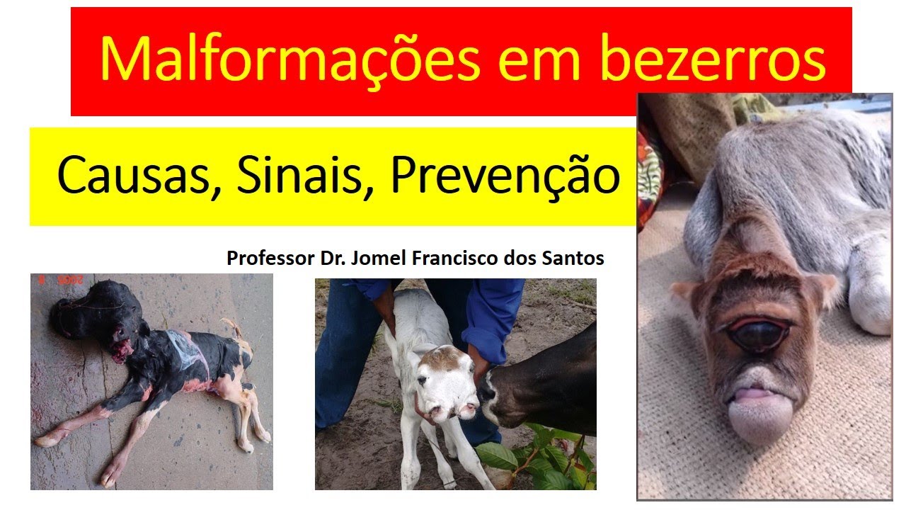 Malformações em Bezerros Causas, Sinais Clínicos, Epidemiologia