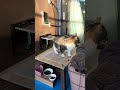 真冬にポカポカなハウスから出てくる外猫