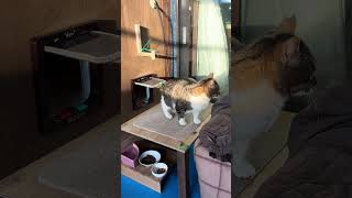 真冬にポカポカなハウスから出てくる外猫