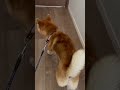 柴犬 散歩から帰るや否や… #柴犬とん