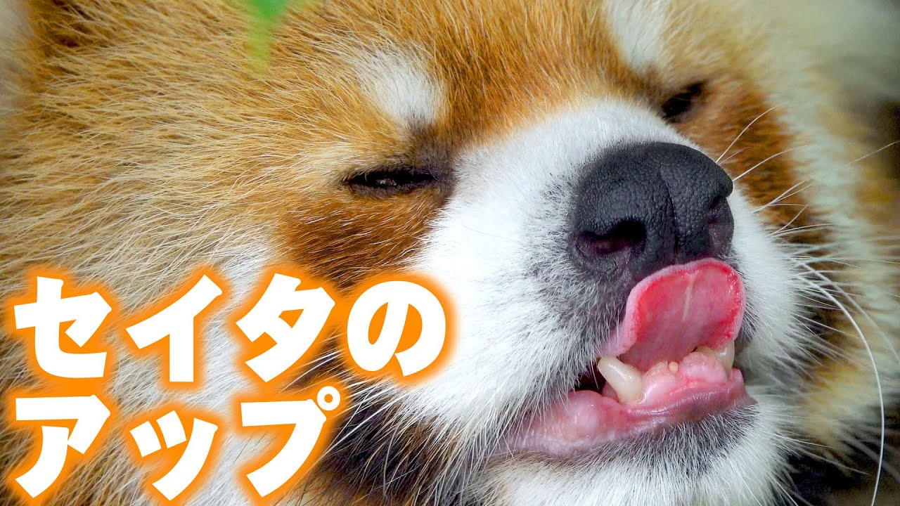 レッサーパンダ】オトコマエなのにブサイクな顔をしちゃうセイタの顔