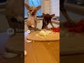 Dogs get angry at each other #real #chihuahua #funny