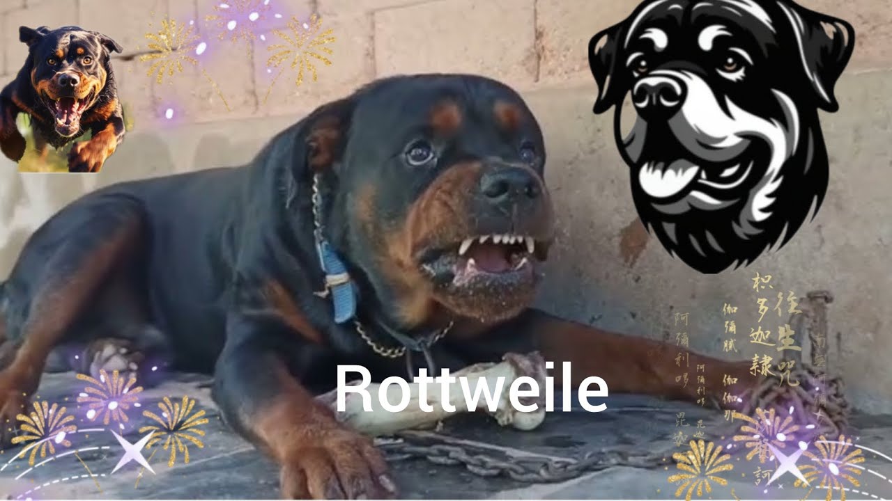 #🎁59 days complete 🤔my female 🦮 Rottweiler 🎉🎉🪔 please like 🤯comment ...