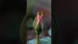 Blooming flower #rose #blooming rose#gardening#viral youtube shorts