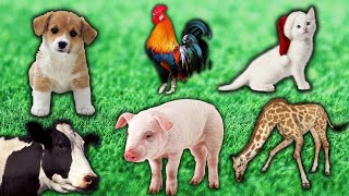 Animal Sounds. Cow,Pig,Cat,Dog,Hen,Horse,Duck,Sheep,Giraffe. Animals. Love Animals.