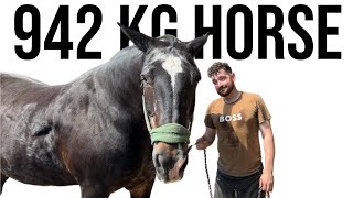 Sweating Hoof Trimming A  Massive 942kg Horse