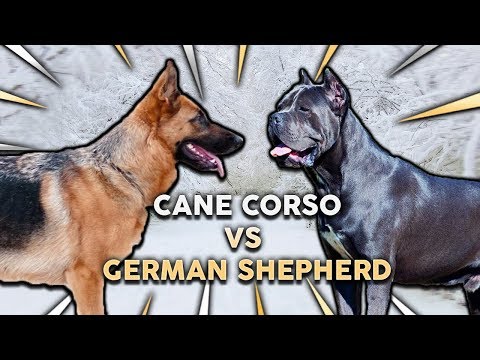 Cane Corso Vs German Shepherd Whats The Best Family Guard