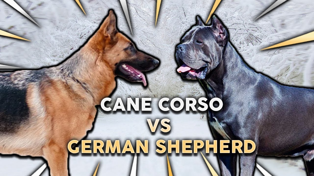 Cane Corso Vs German Shepherd Whats The Best Family Guard Dog