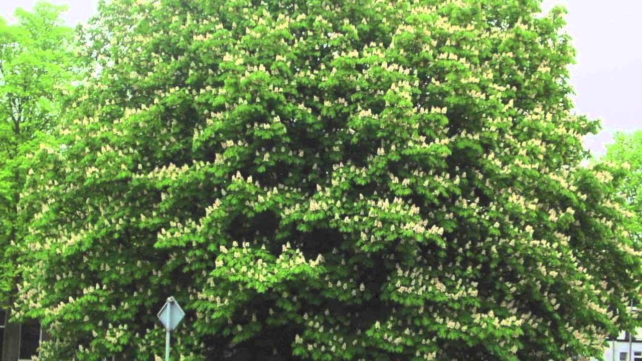 Fast Growing Chestnut Oak For Sale YouTube