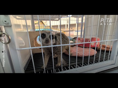 Un CADAVRE trouvé dans une cage de pogonas à vendre.
