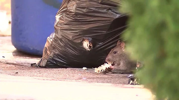Boston sees rise in rat reports during the coronavirus pandemic - DayDayNews