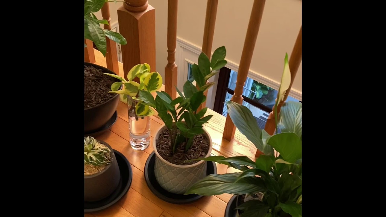 My Indoor Plant Collection June 2020 itsmelaarni
