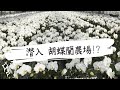 大輪胡蝶蘭の農場をのぞいてみた「圧巻の光景」
