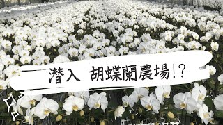 大輪胡蝶蘭の農場をのぞいてみた「圧巻の光景」